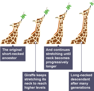 This is an image of a sequence of the stages of a giraffe’s growth.