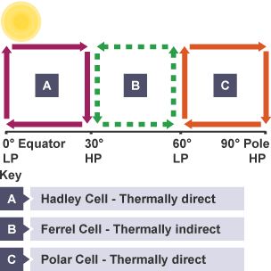 Hadley cell: thermally direct, clockwise from 0° to 30°. Ferrel cell: thermally indirect, anticlockwise from 30° to 60°. Polar cell: thermally direct, clockwise from 60° to 90°.