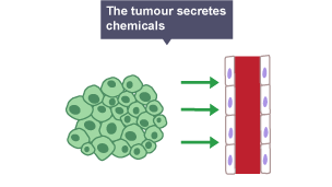 Diagram of how the tumour secretes chemicals