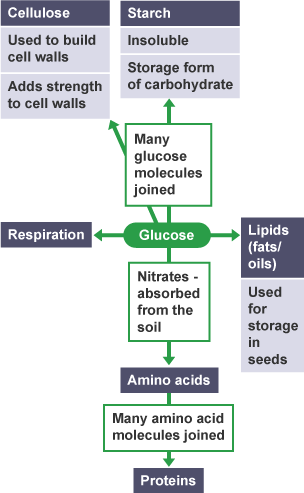 A spider diagram showing the different cycles of Gluecose.