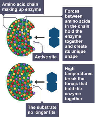 Diagram showing how high teperatures alter enzyme structures